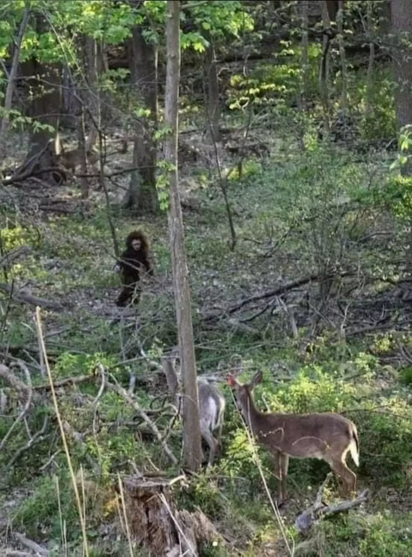 Mulher alega que viu "filhote do Pé Grande" em floresta