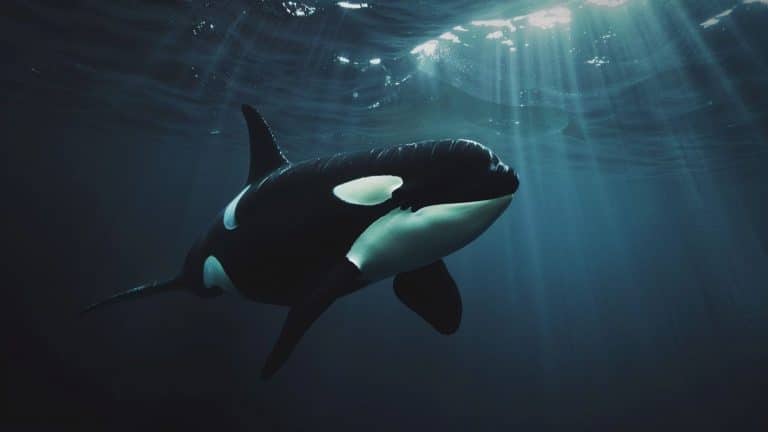 Orca