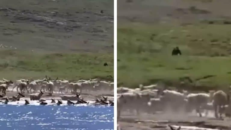 Pé Grande em documentário? Avistamento intriga pessoas