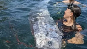 "Peixe do Juízo Final" aparece em praia dos EUA