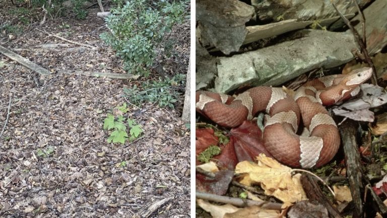 Dizem que as pessoas têm "visão de atirador" se conseguirem identificar a cobra escondida na floresta