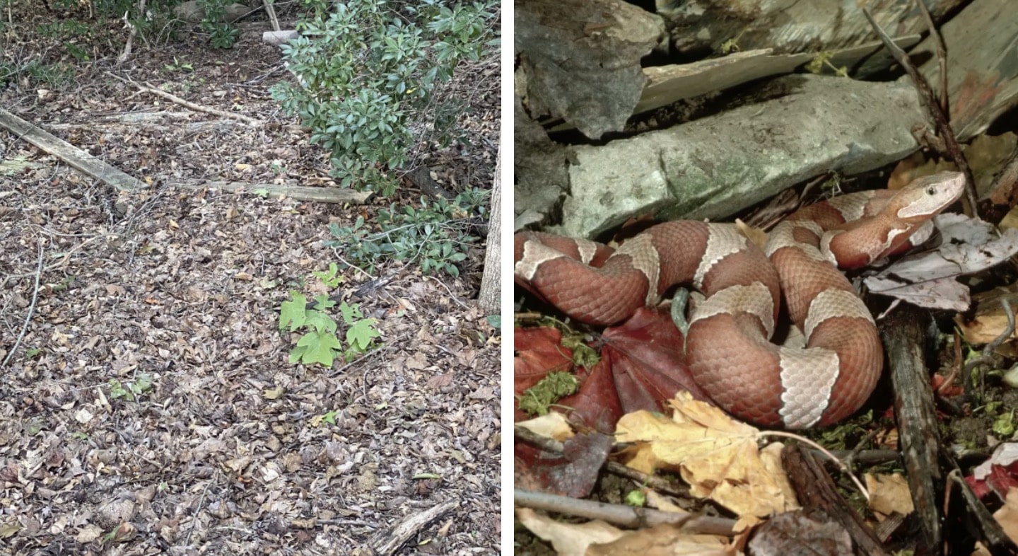 Dizem que as pessoas têm “visão de atirador” se conseguirem identificar a cobra escondida na floresta