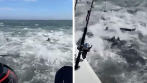 Frenesi alimentar de tubarões choca pescadores