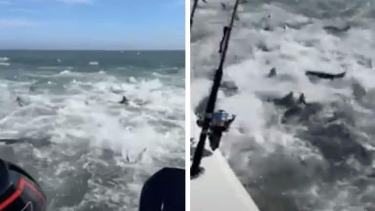 Frenesi alimentar de tubarões choca pescadores