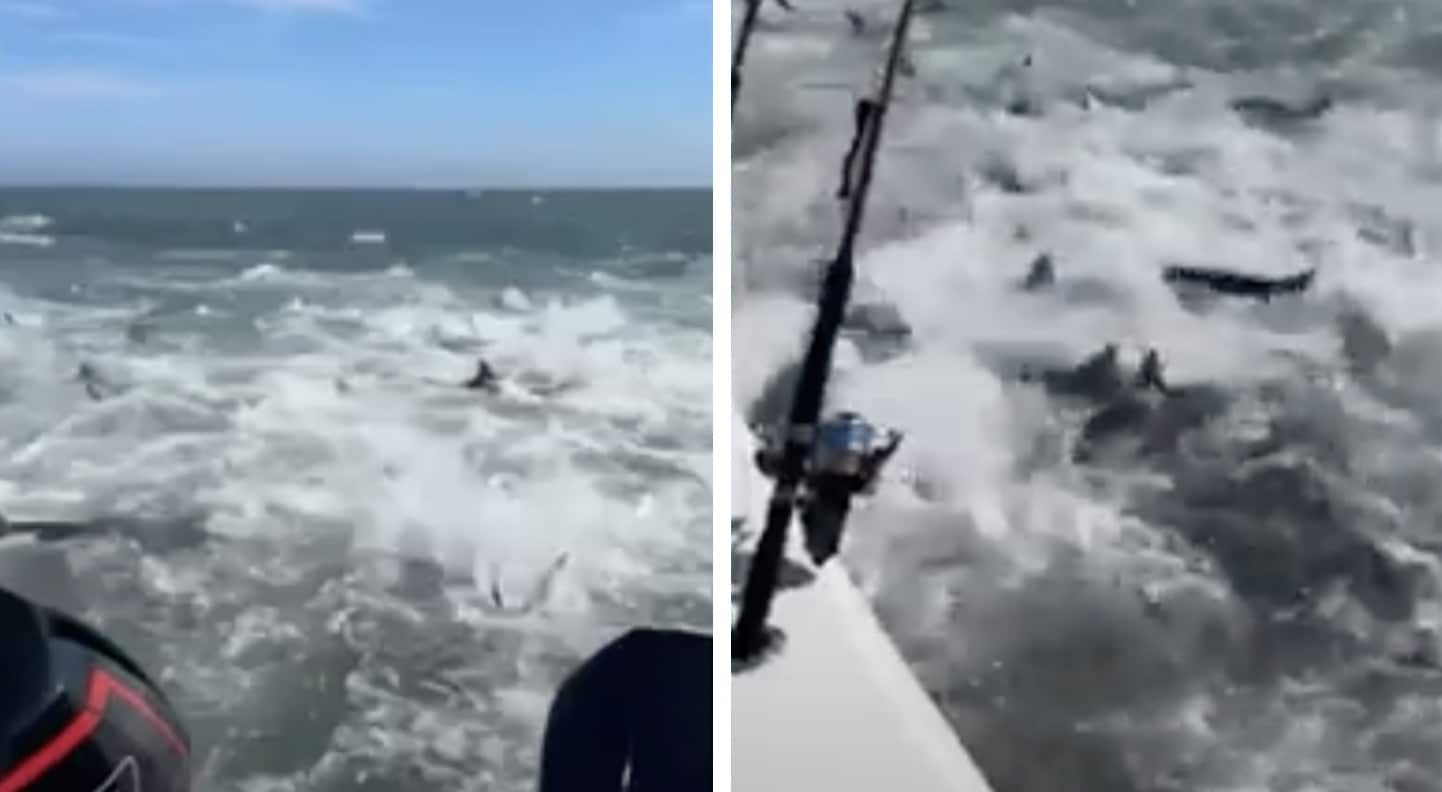 Frenesi alimentar de tubarões choca pescadores