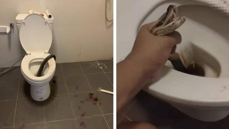 Homem mordido nos testículos por píton enquanto estava sentado no vaso sanitário