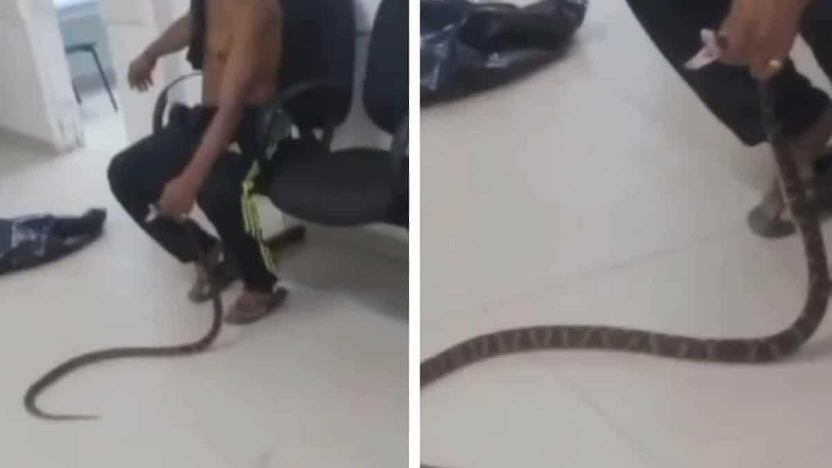 Homem vai com jararaca viva para o hospital após ser mordido