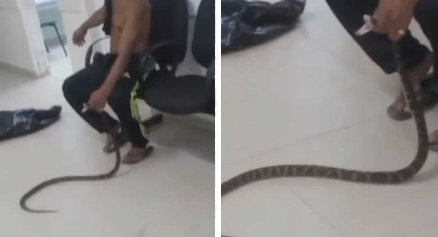 Homem vai com jararaca viva para o hospital após ser mordido Homem vai com jararaca viva para o hospital após ser mordido