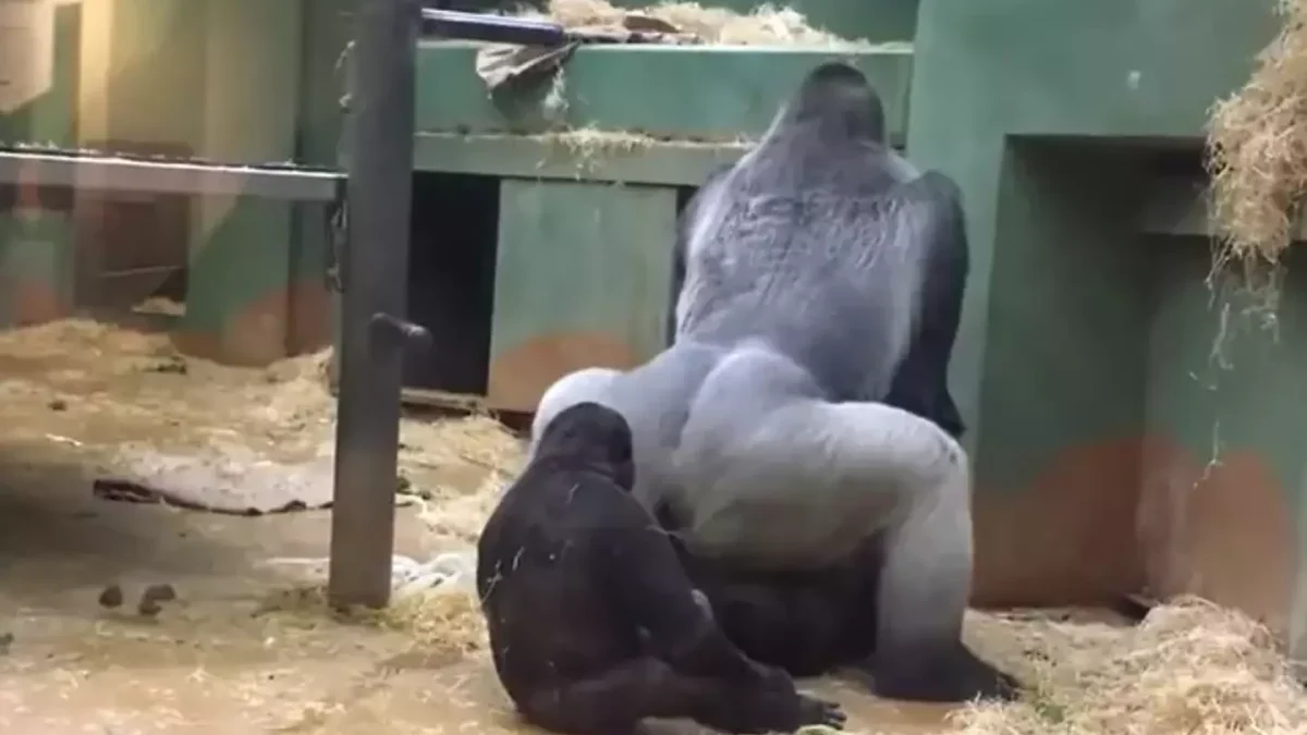 Pais em choque enquanto gorilas se acasalam na frente das crianças no zoológico. Veja o momento