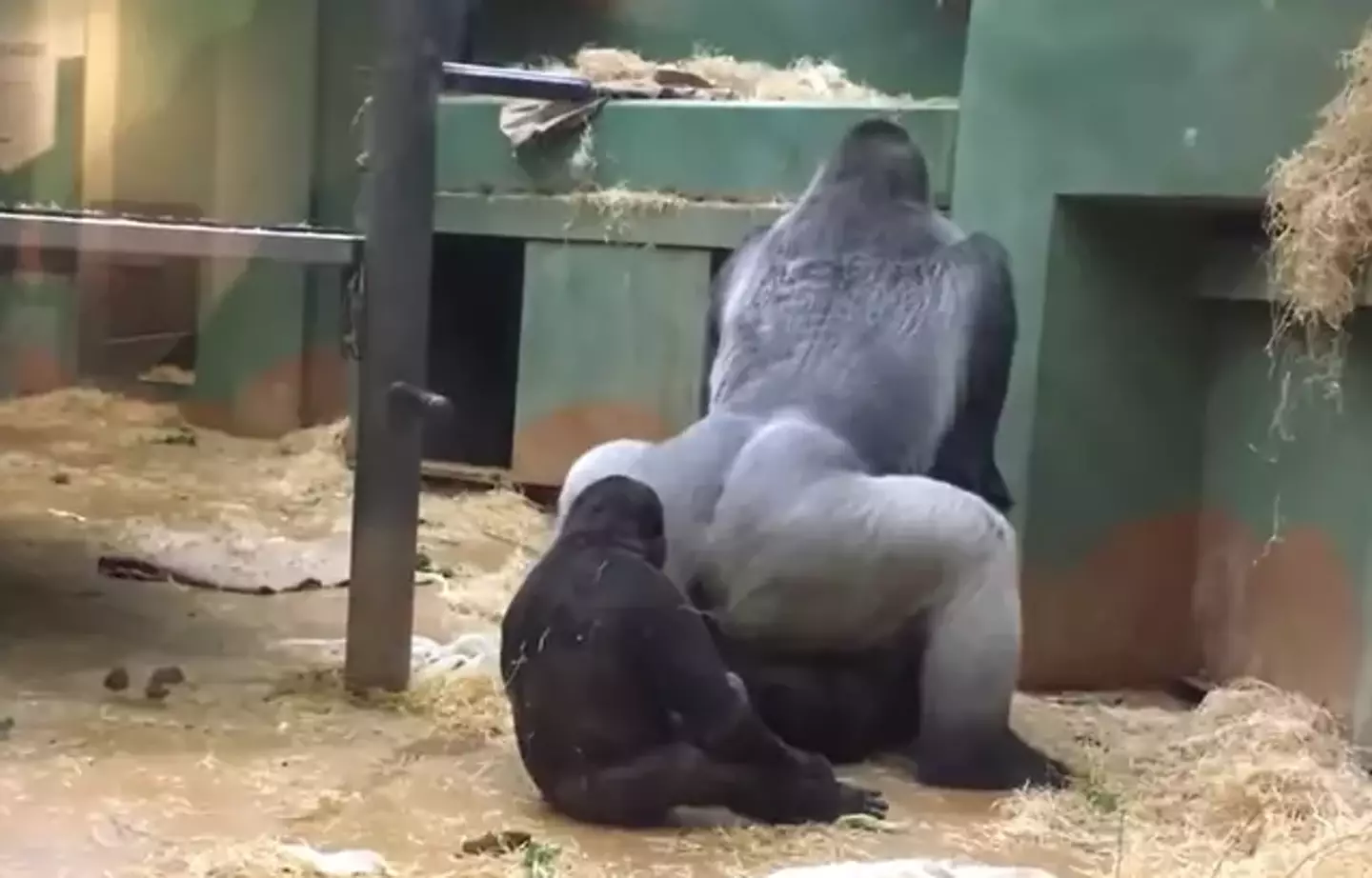 Gorilas acasalam na frente de crianças em zoológico Pais em choque enquanto gorilas se acasalam na frente das crianças no zoológico. Veja o momento