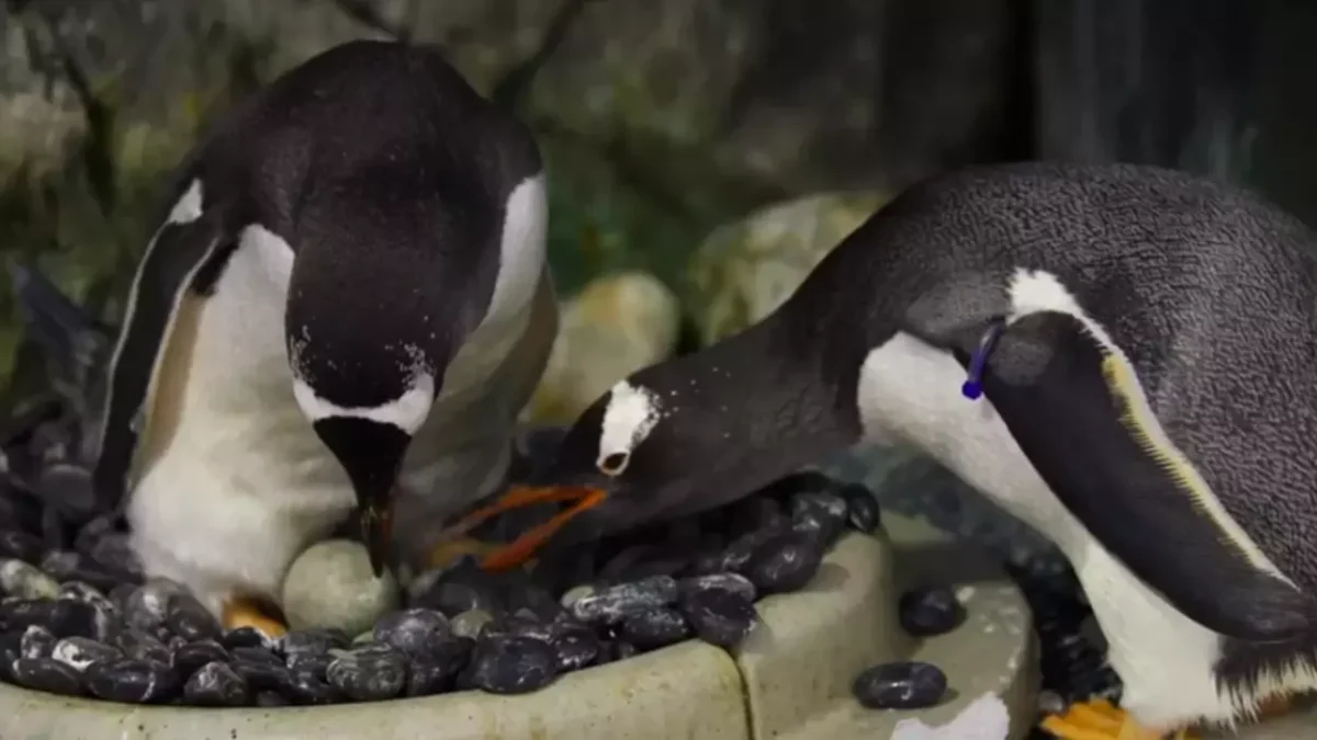 Pinguim gay mundialmente famoso morre e parceiro tem reação comovente
