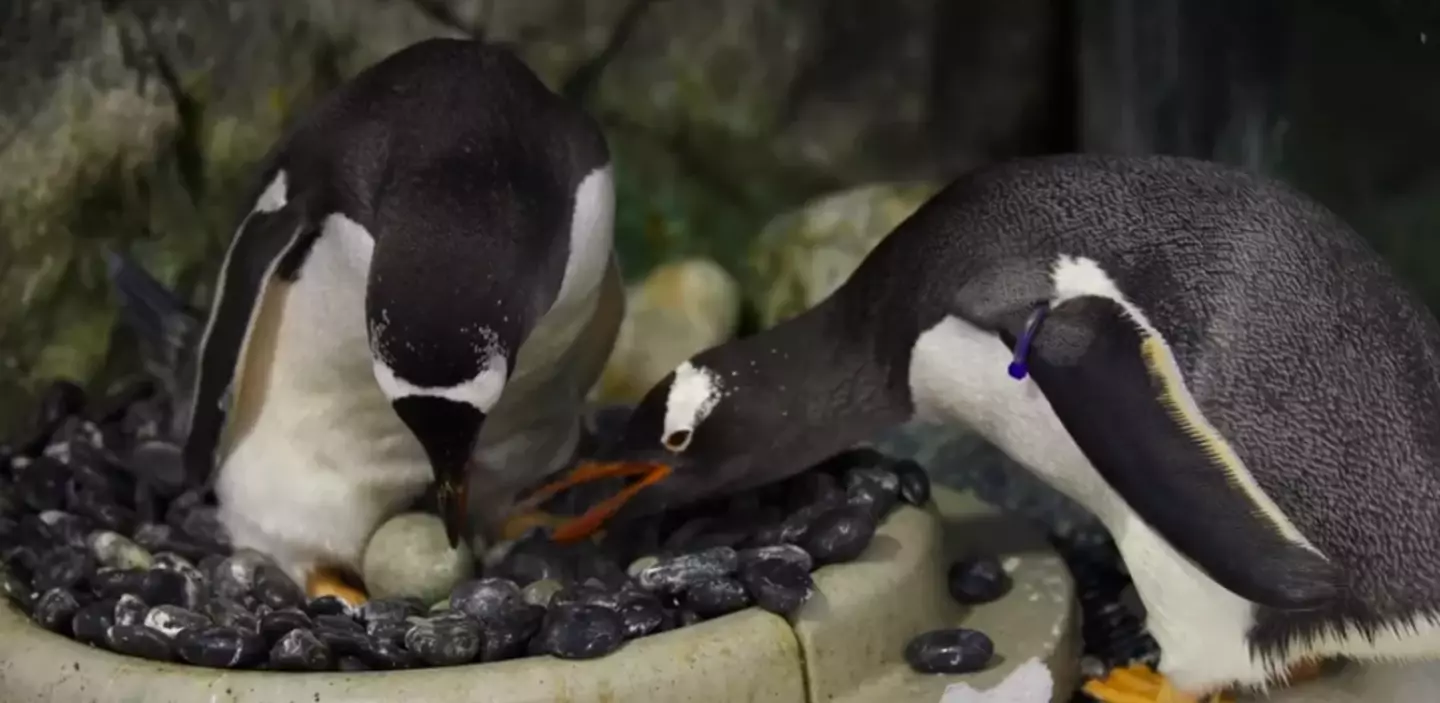 Pinguim gay mundialmente famoso morre e parceiro tem reação comovente