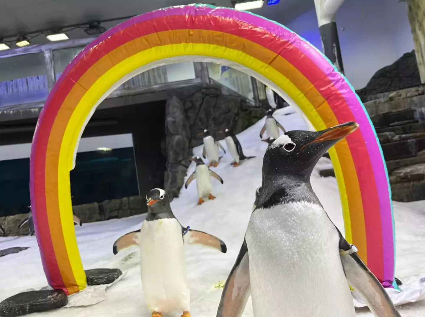 Pinguins gays Magic e Sphen encontraram o amor em 2018. (Sea Life Sydney)