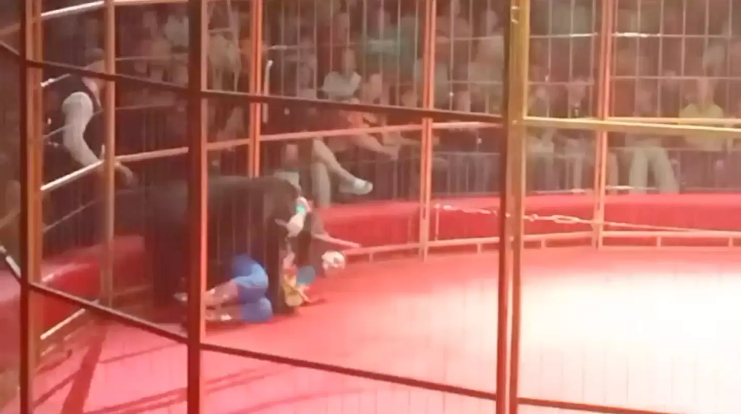 Urso ataca treinador em circo russo