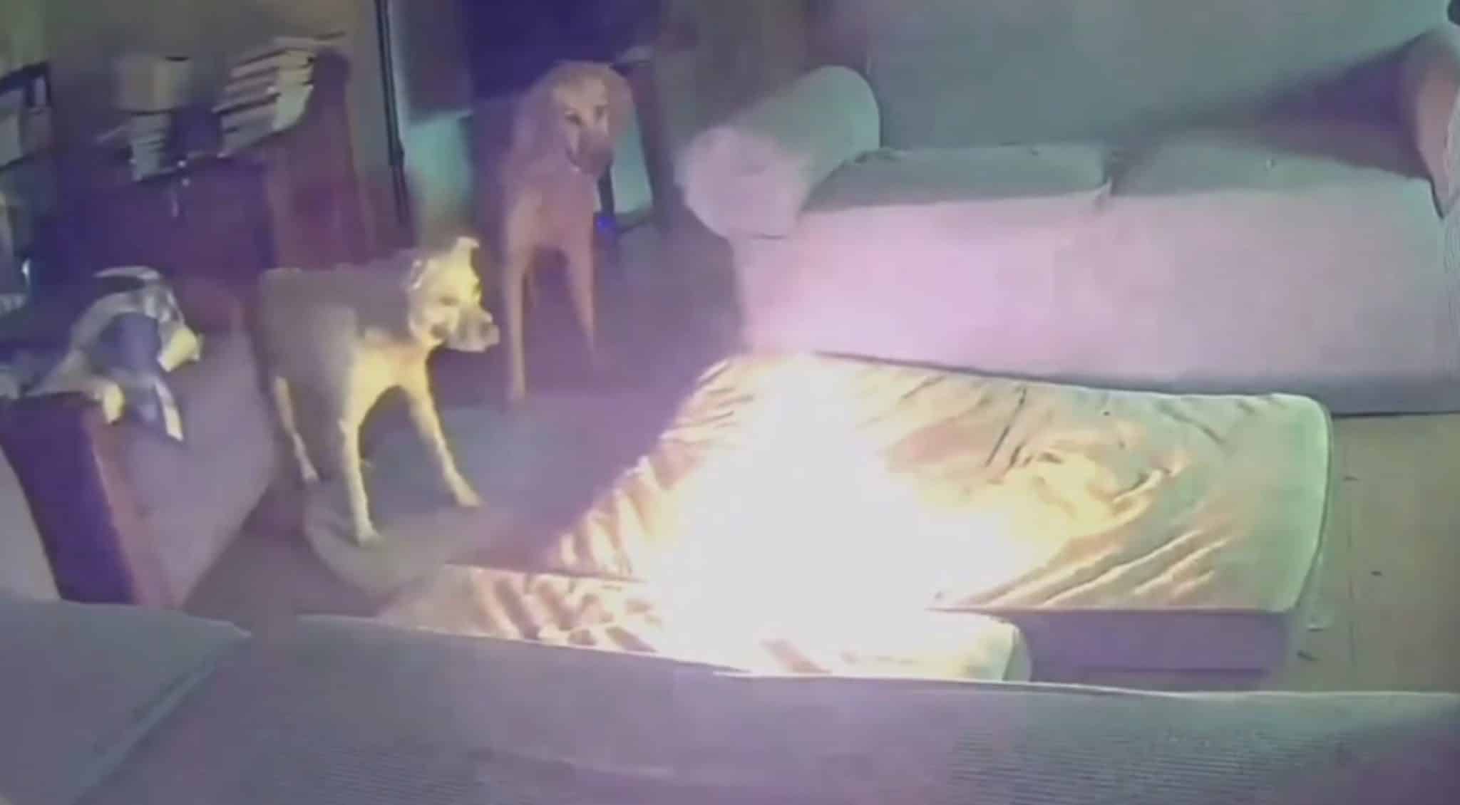 Vídeo horrível mostra o momento em que um cão iniciou um incêndio em uma casa