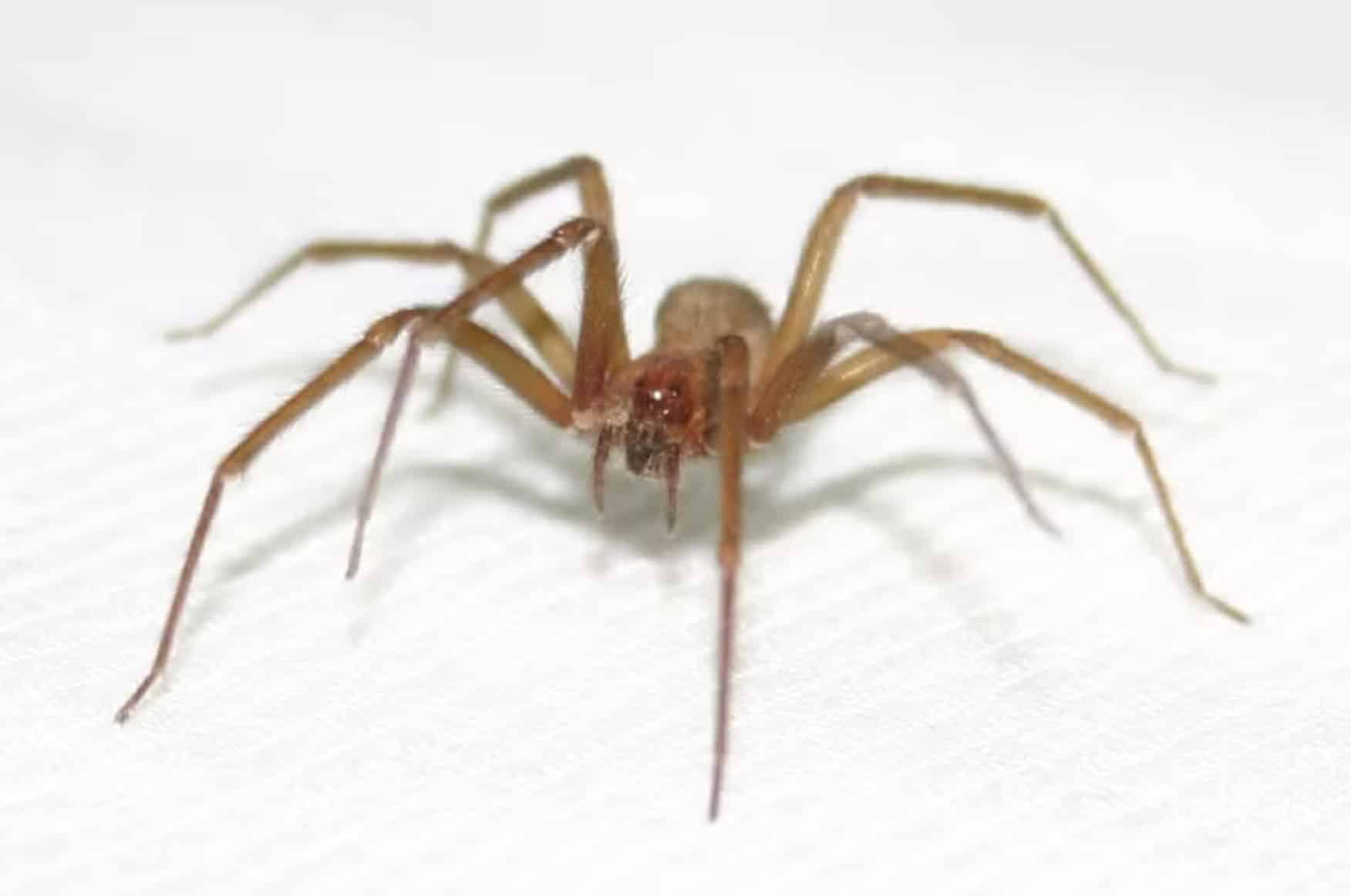 Jovem morre após ser picado por aranha-violinista. Conheça os riscos aranha-violinista.