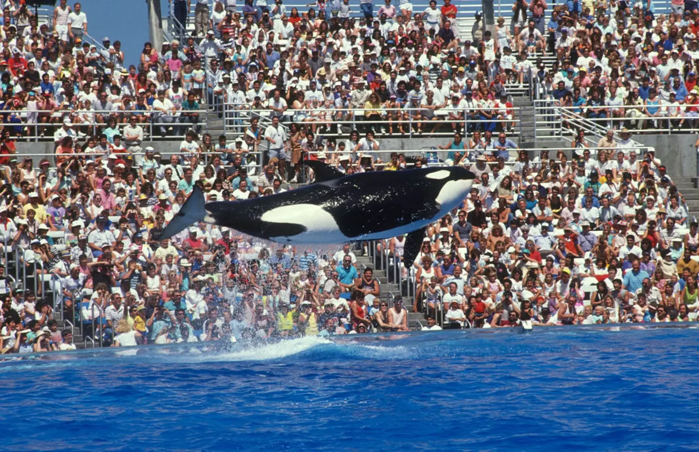 A SeaWorld tem sido fortemente criticada por manter orcas em cativeiro.