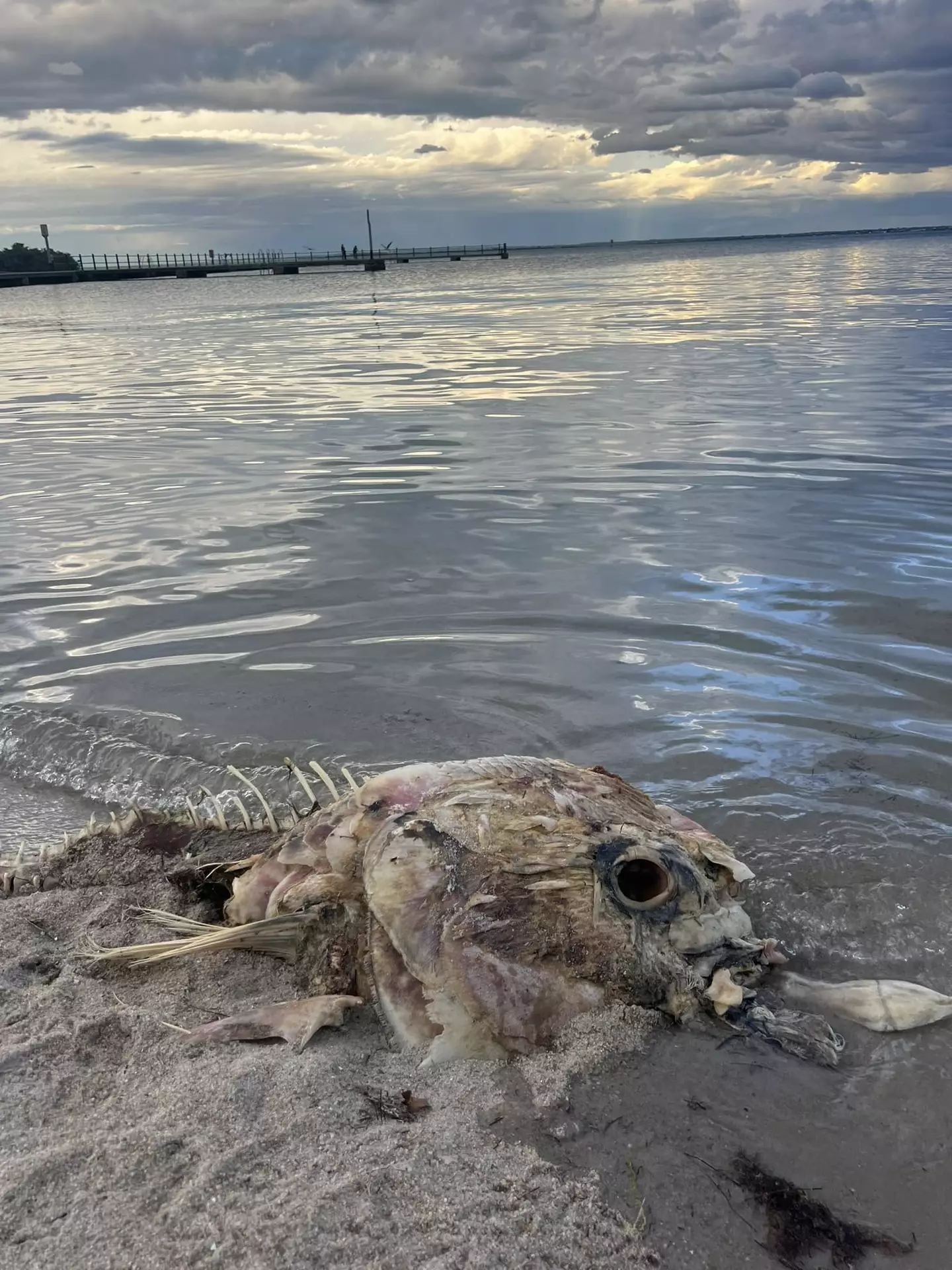 A estranha criatura foi encontrada na praia (Pen News).