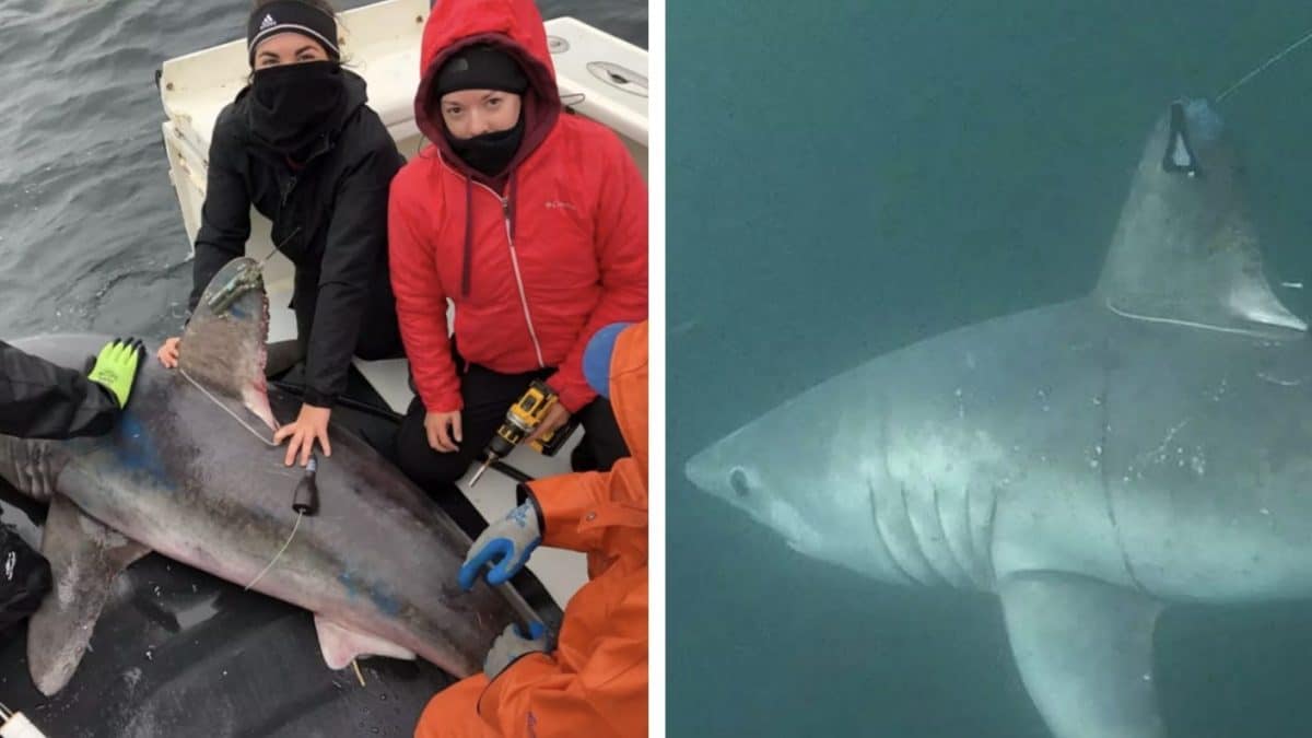 Cientistas fazem descoberta aterrorizante ao verem, pela primeira vez, um Grande Tubarão Branco comendo um tubarão rival