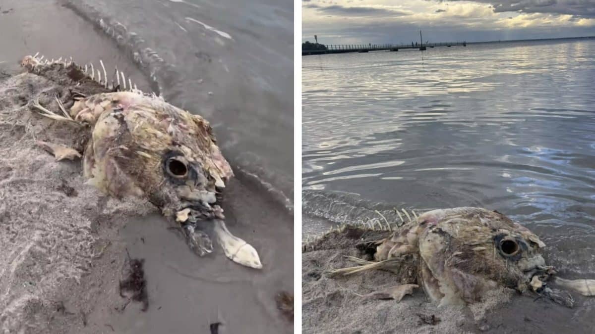 Enorme criatura marinha misteriosa aparece em praia, mas ninguém sabe o que é