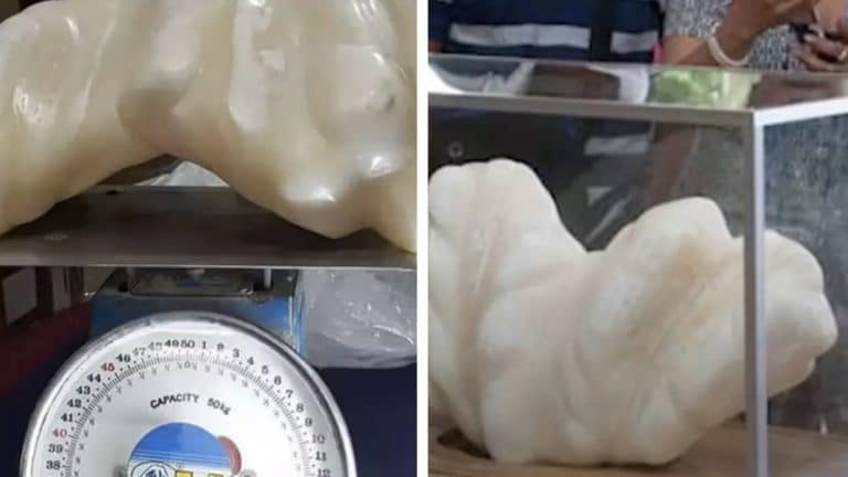 Homem manteve uma pérola de 34 kg debaixo da cama por 10 anos sem saber que valia uma fortuna
