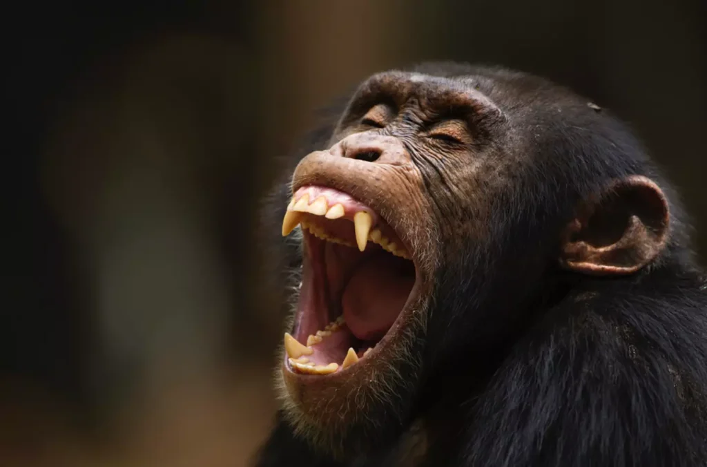 Horror quando um chimpanzé famoso por usar ferramentas arranca brutalmente um bebê dos braços da mãe e a mata