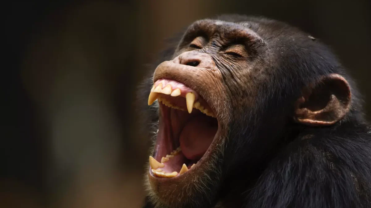 Horror quando um chimpanzé famoso por usar ferramentas arranca brutalmente um bebê dos braços da mãe e a mata