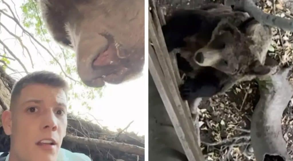 Influenciador se filma em toca de urso enquanto animal chega em casa