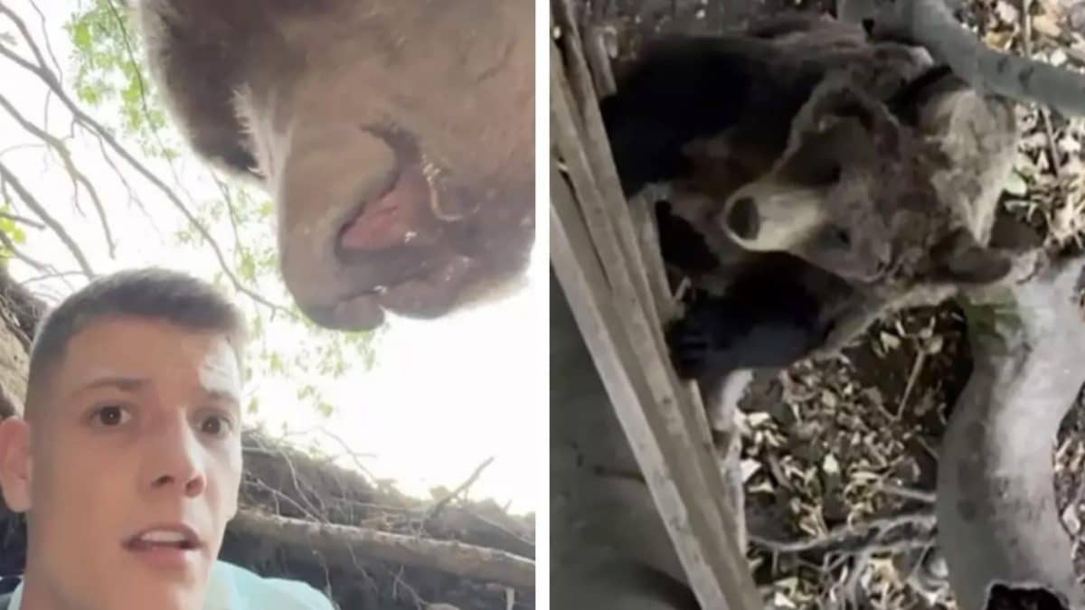Influenciador se filma em toca de urso enquanto animal chega em casa