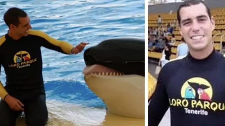 Momentos finais horríveis de treinador do SeaWorld antes de orca 'dilacerar órgãos'