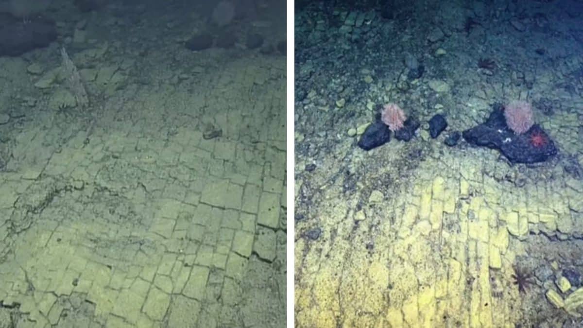 Pesquisadores do fundo do mar avistam uma bizarra 'estrada de tijolos amarelos para Atlântida' no fundo do oceano