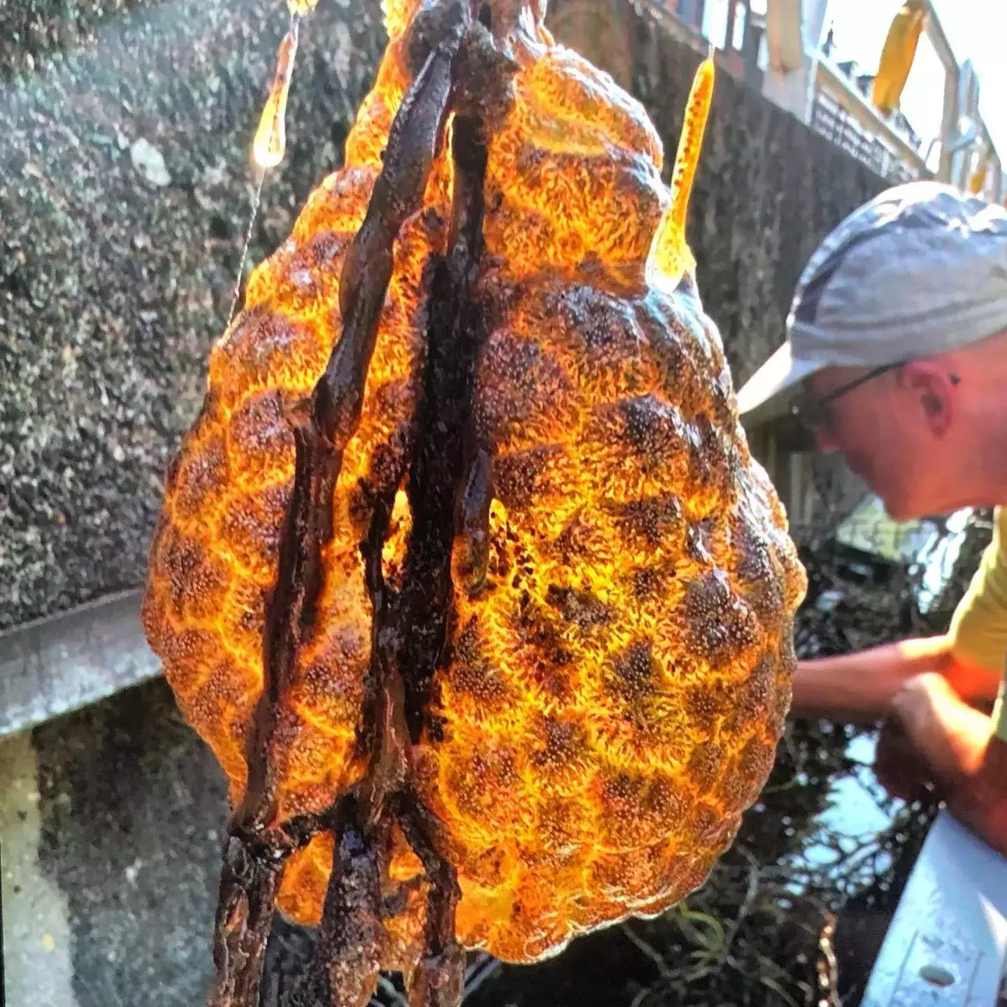 As cápsulas laranja "brilhantes" foram encontradas recentemente (Lies Konig/Stadecologen Utrecht).