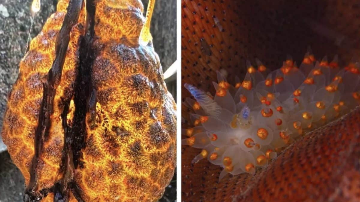 Cápsulas perturbadoras 'brilhantes' e laranjas, semelhantes a ovos de dinossauro, são descobertas em rio