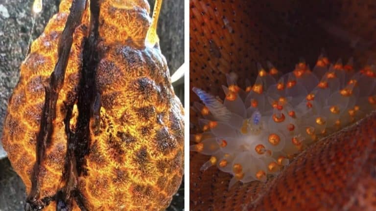 Cápsulas perturbadoras 'brilhantes' e laranjas, semelhantes a ovos de dinossauro, são descobertas em rio