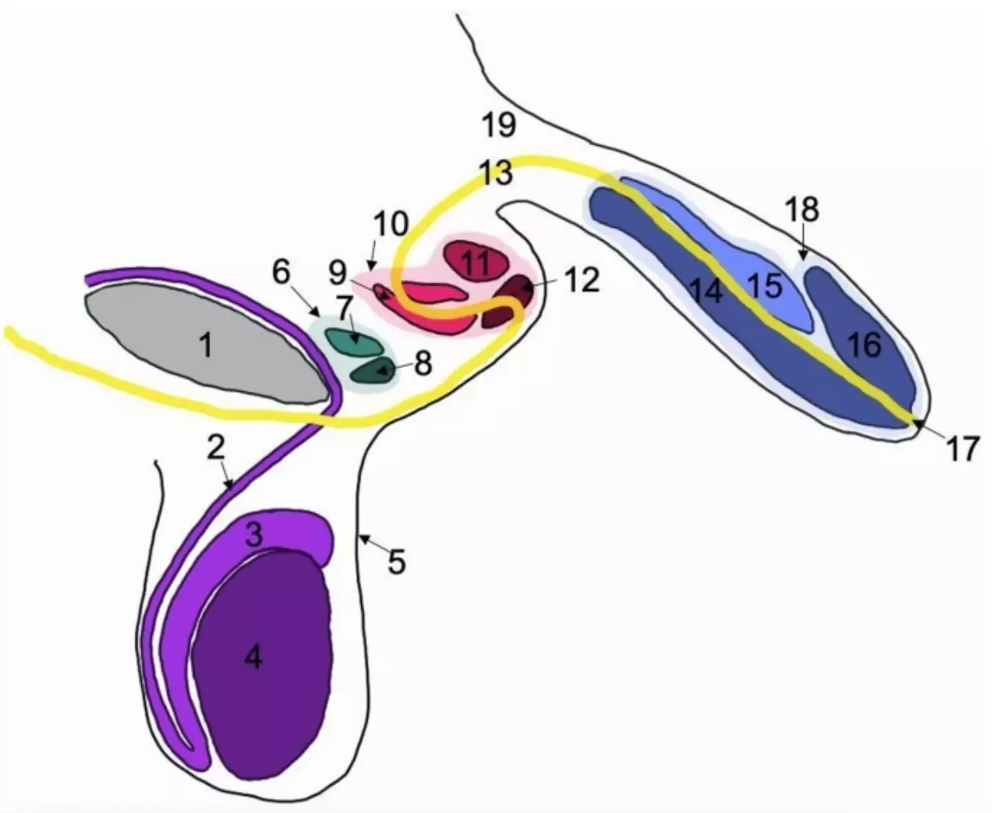 Cientistas que escreveram na revista explicaram como a anatomia do homem era diferente (Journal of Medical Case Reports).