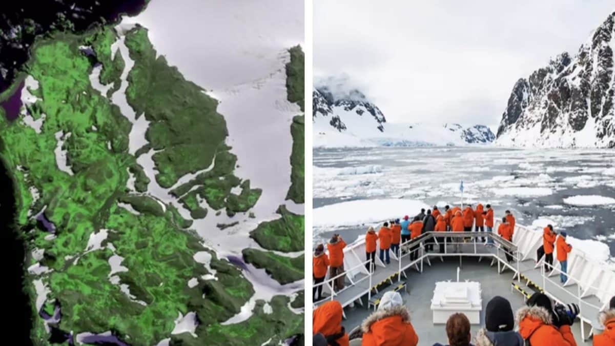 Cientistas têm "sérias preocupações" após imagem mostrar a Antártida ficando verde em um ritmo "dramático"