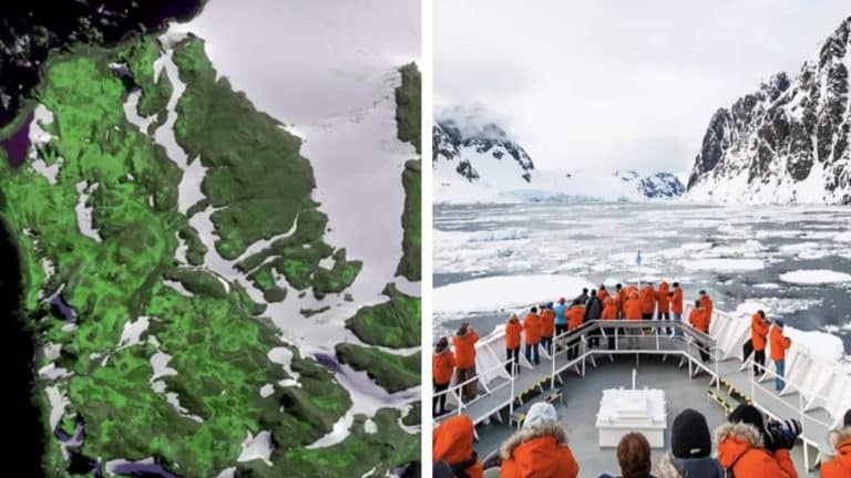 Cientistas têm "sérias preocupações" após imagem mostrar a Antártida ficando verde em um ritmo "dramático"