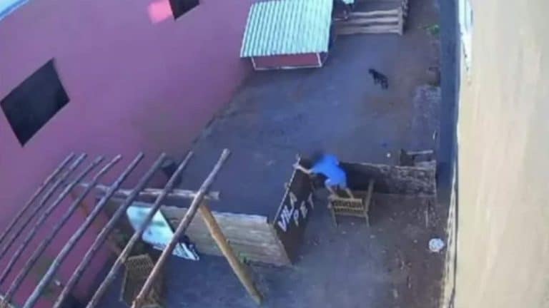 Criança invade hospital veterinário e mata mais de 20 animais no Paraná