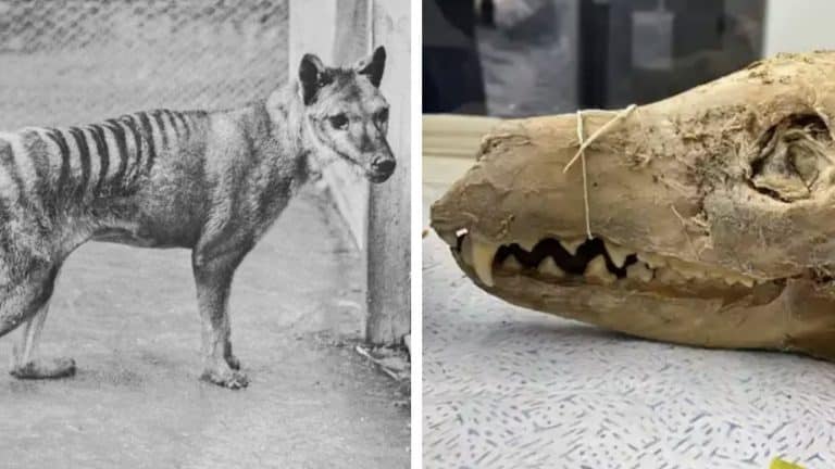 Descoberta macabra de 110 anos pode reviver Tigre-da-Tasmânia extinto