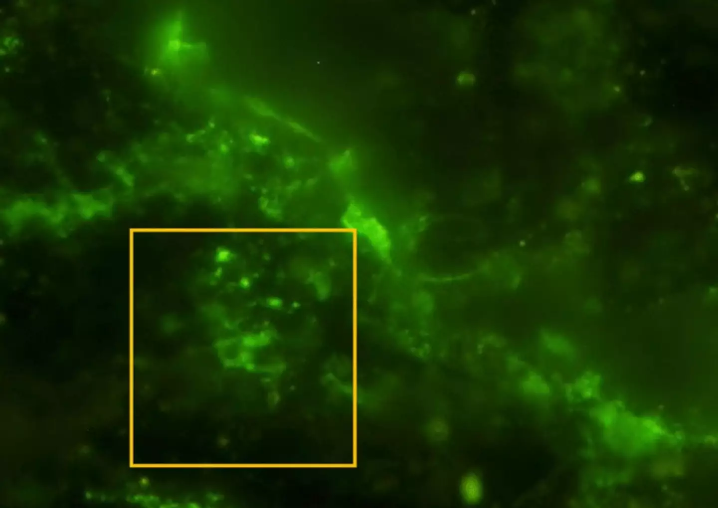 Esses micróbios são os micro-organismos vivos mais antigos que os cientistas descobriram até hoje. (Y. Suzuki, S. J. Webb, M. Kouduka et al. 2024/Microbial Ecology)