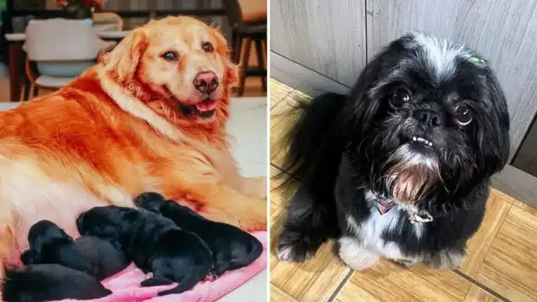 Golden Retriever fica grávida de Shih Tzu em SC. Entenda a história
