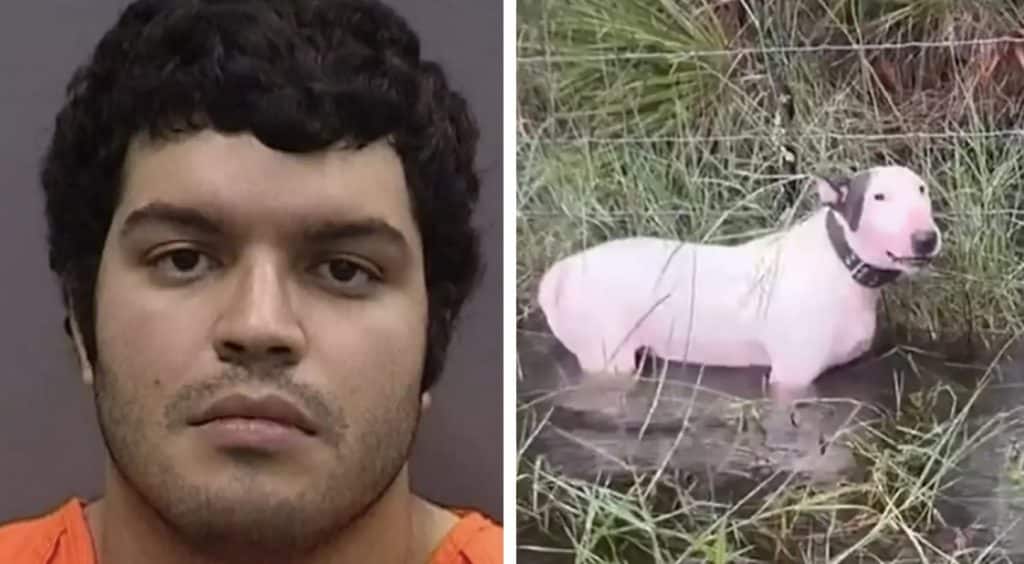 Homem cujo cão foi encontrado amarrado a uma cerca durante o furacão Milton dá uma razão chocante para o ato
