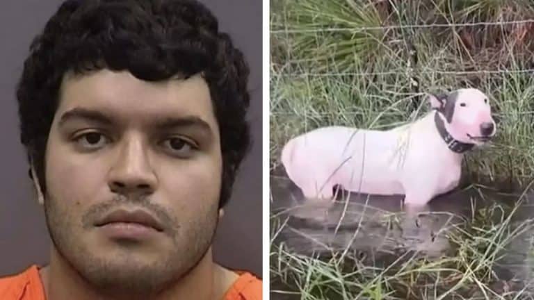 Homem cujo cão foi encontrado amarrado a uma cerca durante o furacão Milton dá uma razão chocante para o ato