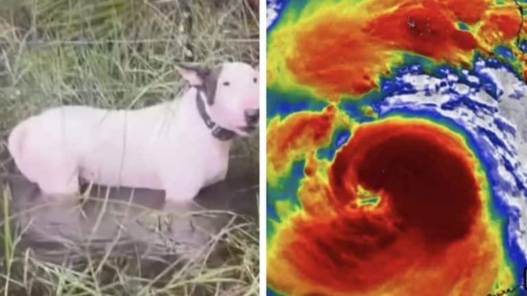 Vídeo chocante de um cão abandonado, deixado amarrado a uma cerca durante o Furacão Milton, deixa as pessoas indignadas