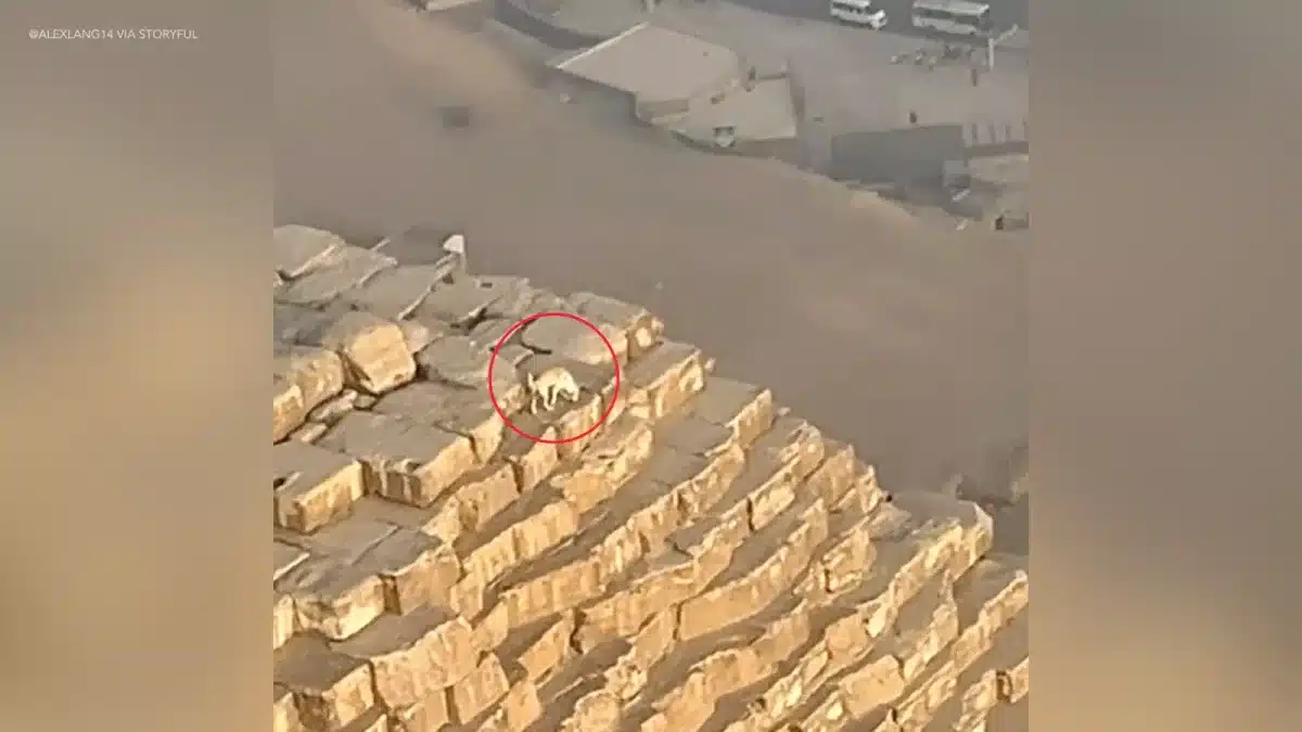 Vídeo de um cachorro no topo da Pirâmide de Gizé, a 139 metros de altura, está deixando as pessoas perplexas