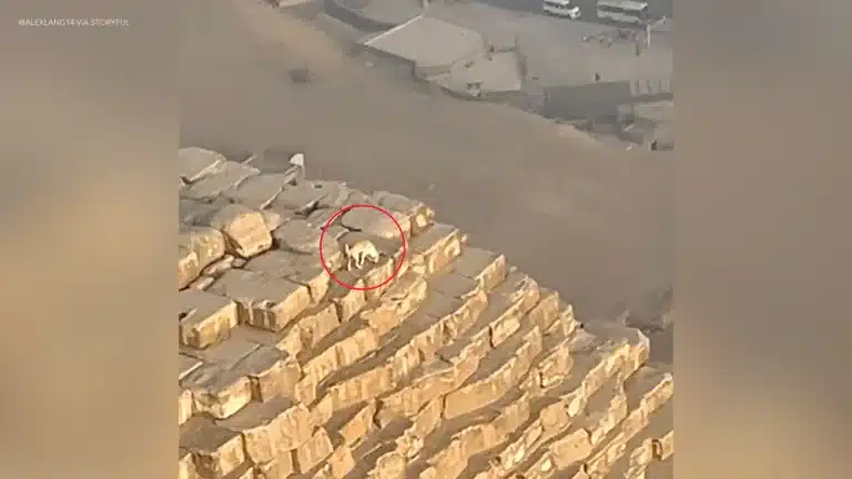 Vídeo de um cachorro no topo da Pirâmide de Gizé, a 139 metros de altura, está deixando as pessoas perplexas