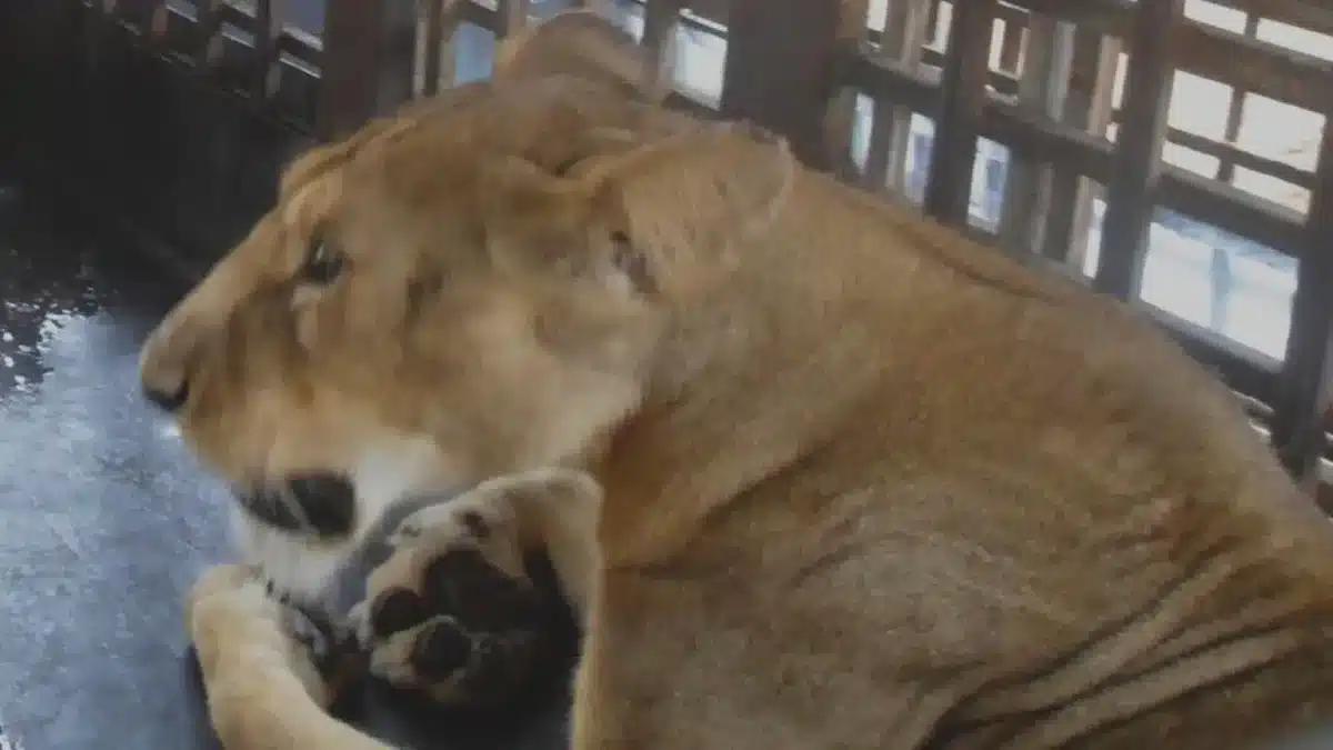Zelador de zoológico é atacado e morto por leão durante o horário de alimentação enquanto visitantes assistiam