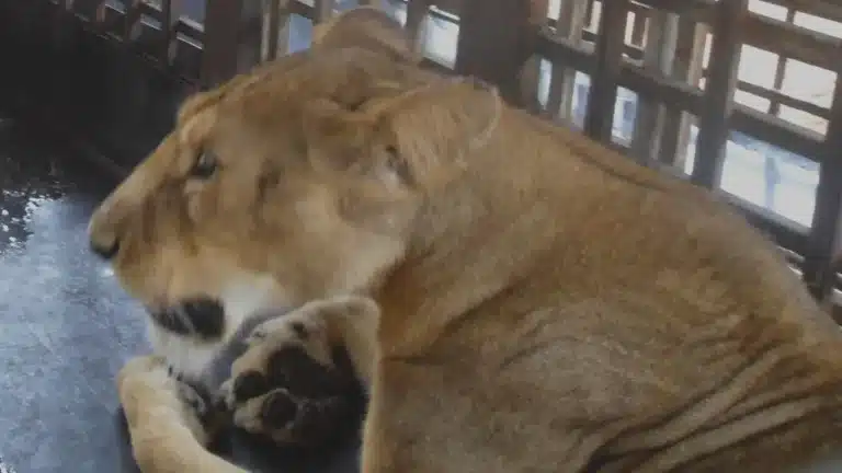Zelador de zoológico é atacado e morto por leão durante o horário de alimentação enquanto visitantes assistiam