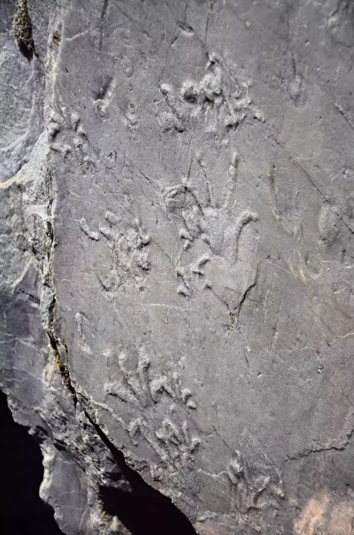 A exploradora inicialmente acreditou que a rocha era uma laje de concreto (Museu de História Natural de Milão).