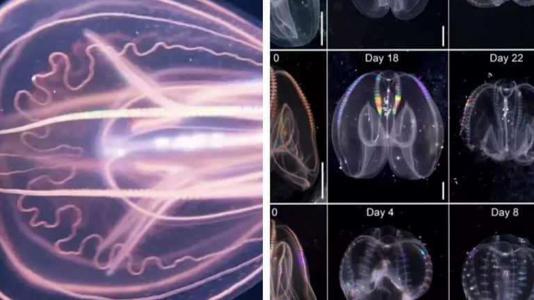 Cientistas descobrem acidentalmente criatura marinha "imortal" com capacidade de "viajar no tempo"